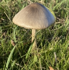 Volvopluteus gloiocephalus at Molonglo Valley, ACT - 9 Jun 2023