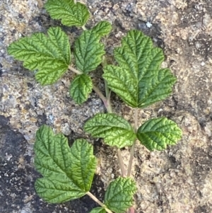 Rubus parvifolius at Molonglo Valley, ACT - 9 Jun 2023