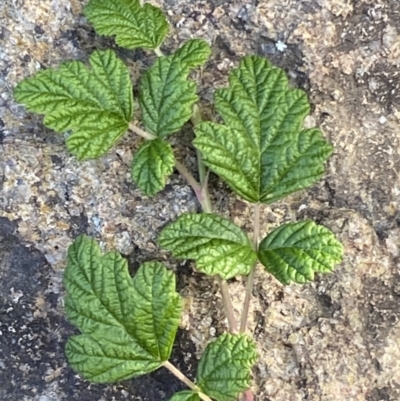 Rubus parvifolius (Native Raspberry) at Molonglo Valley, ACT - 9 Jun 2023 by Steve_Bok