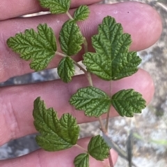 Rubus parvifolius at Molonglo Valley, ACT - 9 Jun 2023