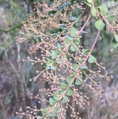 Acacia pravissima (Wedge-leaved Wattle, Ovens Wattle) at Molonglo Valley, ACT - 9 Jun 2023 by SteveBorkowskis