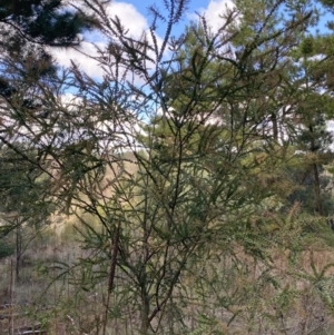 Acacia pravissima at Molonglo Valley, ACT - 9 Jun 2023