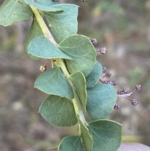 Acacia pravissima at Molonglo Valley, ACT - 9 Jun 2023