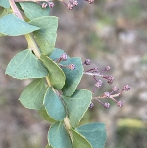 Acacia pravissima at Molonglo Valley, ACT - 9 Jun 2023