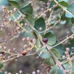 Acacia pravissima at Molonglo Valley, ACT - 9 Jun 2023