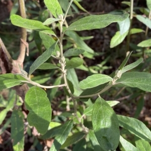 Olearia lirata at Molonglo Valley, ACT - 9 Jun 2023