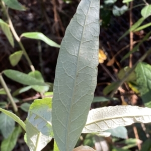 Olearia lirata at Molonglo Valley, ACT - 9 Jun 2023