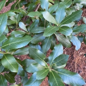 Arbutus unedo at Molonglo Valley, ACT - 9 Jun 2023