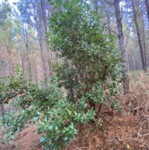 Arbutus unedo at Molonglo Valley, ACT - 9 Jun 2023