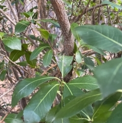 Arbutus unedo at Molonglo Valley, ACT - 9 Jun 2023