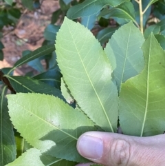 Arbutus unedo at Molonglo Valley, ACT - 9 Jun 2023