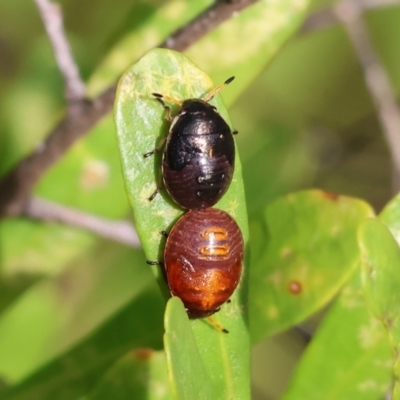 Unidentified Shield, Stink or Jewel Bug (Pentatomoidea) at Wodonga, VIC - 16 Apr 2023 by KylieWaldon