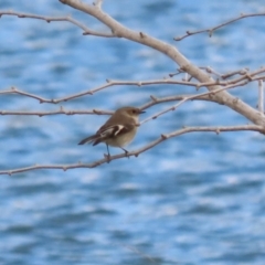 Petroica phoenicea (Flame Robin) at National Arboretum Forests - 9 Jun 2023 by RodDeb