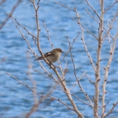 Petroica phoenicea at Molonglo Valley, ACT - 9 Jun 2023