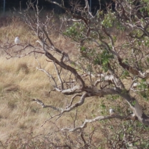 Elanus axillaris at Molonglo Valley, ACT - 9 Jun 2023