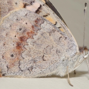 Junonia villida at Wellington Point, QLD - suppressed