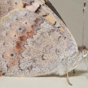 Junonia villida at Wellington Point, QLD - 9 Apr 2023