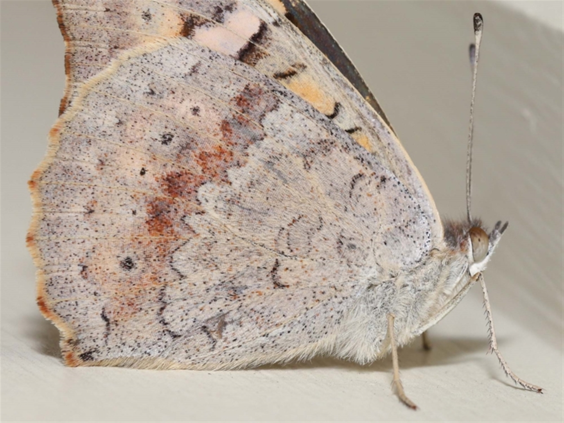 Junonia villida at Wellington Point, QLD - suppressed