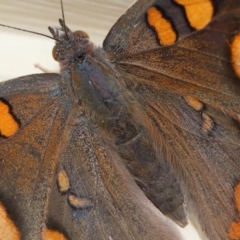Junonia villida at Wellington Point, QLD - suppressed
