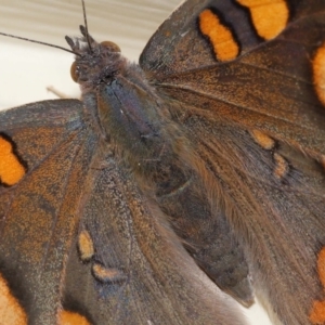 Junonia villida at Wellington Point, QLD - 9 Apr 2023