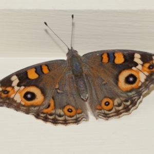 Junonia villida at Wellington Point, QLD - suppressed
