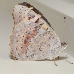 Junonia villida at Wellington Point, QLD - suppressed
