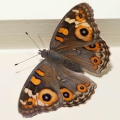 Junonia villida at Wellington Point, QLD - suppressed