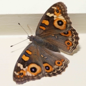 Junonia villida at Wellington Point, QLD - suppressed