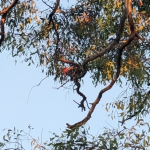 Callocephalon fimbriatum at Garran, ACT - suppressed