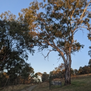 Callocephalon fimbriatum at Garran, ACT - suppressed