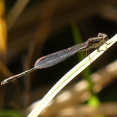 Austrolestes leda (Wandering Ringtail) at Wingecarribee Local Government Area - 7 Jun 2023 by Curiosity