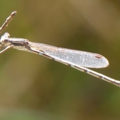 Austrolestes leda at Braemar, NSW - 7 Jun 2023