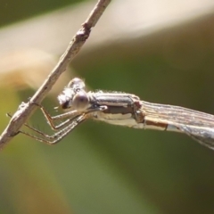 Austrolestes leda at Braemar, NSW - 7 Jun 2023