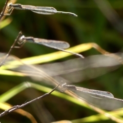 Austrolestes leda at Braemar, NSW - 7 Jun 2023