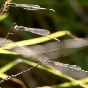 Austrolestes leda at Braemar, NSW - 7 Jun 2023