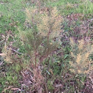 Acacia boormanii at Hackett, ACT - 9 Jun 2023 04:52 PM