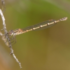 Austrolestes leda (Wandering Ringtail) at Wingecarribee Local Government Area - 9 Jun 2023 by Curiosity