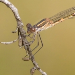 Austrolestes leda at Braemar, NSW - 9 Jun 2023