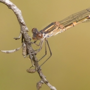 Austrolestes leda at Braemar, NSW - 9 Jun 2023 03:57 PM