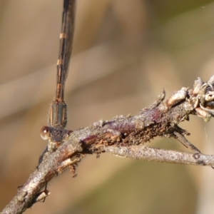 Austrolestes leda at Braemar, NSW - 9 Jun 2023 03:57 PM