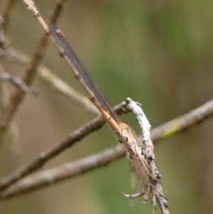 Austrolestes leda at Braemar, NSW - 9 Jun 2023 03:57 PM