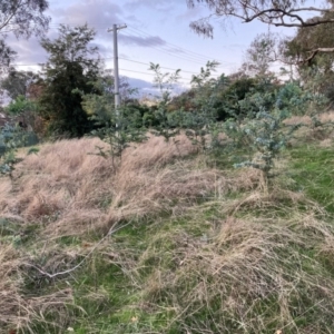 Acacia baileyana at Hackett, ACT - 9 Jun 2023