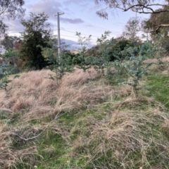 Acacia baileyana (Cootamundra Wattle, Golden Mimosa) at Hackett, ACT - 9 Jun 2023 by waltraud