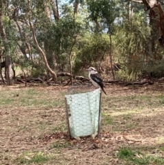 Dacelo novaeguineae (Laughing Kookaburra) at Mount Majura - 9 Jun 2023 by waltraud