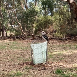 Dacelo novaeguineae at Hackett, ACT - 9 Jun 2023 11:07 AM