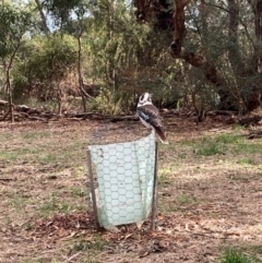 Dacelo novaeguineae at Hackett, ACT - 9 Jun 2023 11:07 AM