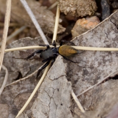 Pungalina semiferruginea at Block 402 - 21 Jan 2023 by KorinneM