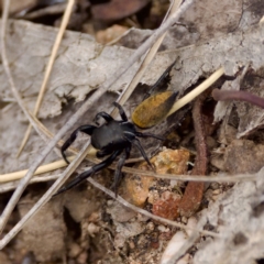 Pungalina semiferruginea at Molonglo Valley, ACT - 22 Jan 2023