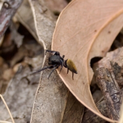 Pungalina semiferruginea at Molonglo Valley, ACT - 22 Jan 2023