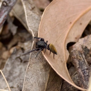 Pungalina semiferruginea at Molonglo Valley, ACT - 22 Jan 2023